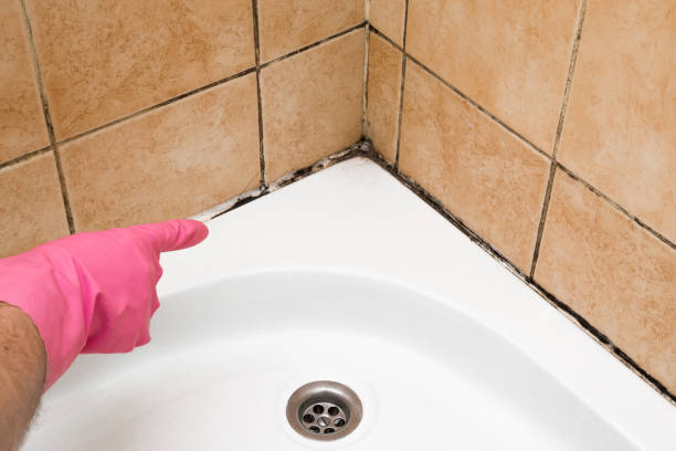 Best Mold Damage Repair  in Lake View, AL