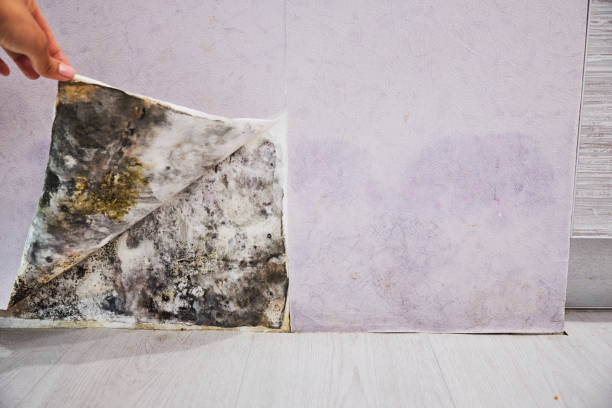 Best Commercial Mold Removal  in Lake View, AL